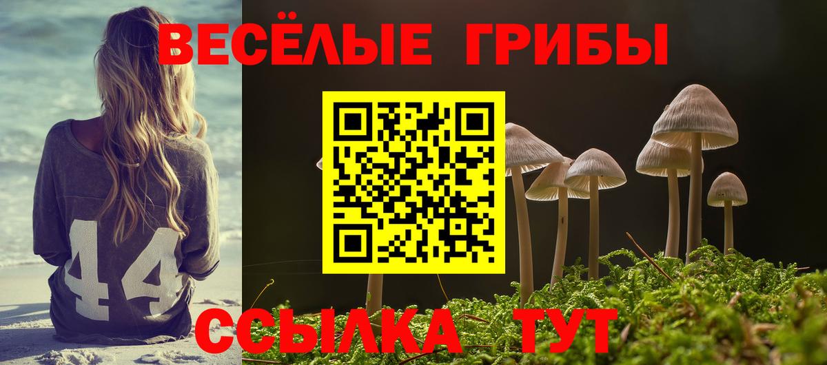 Галлюциногенные грибы Psilocybe Советская Гавань